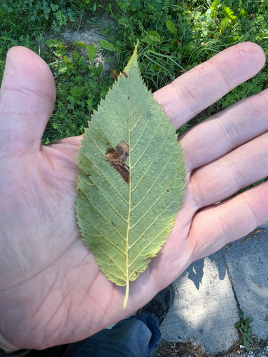 Ostrya virginiana, photograph 5