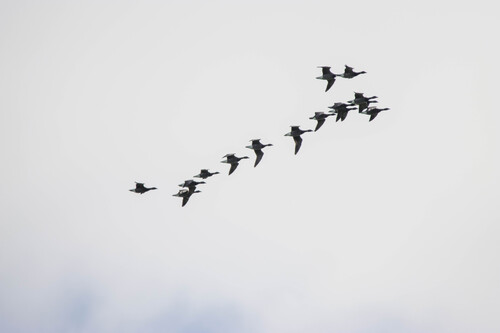Dark-bellied Brant