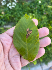 Ostrya virginiana, photograph (c) Andrew Sebastian, some rights reserved (CC BY)