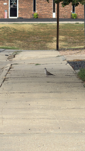 Eurasian Collared-Dove