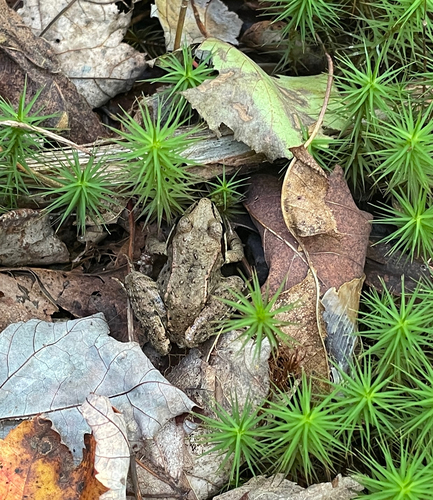 Wood Frog
