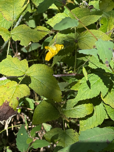 pale jewelweed