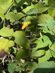 Impatiens pallida, photograph (c) hawkbander, some rights reserved (CC BY)