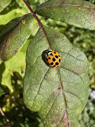 Asian Lady Beetle