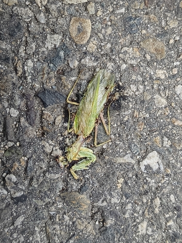 Transcaucasian Giant Mantis