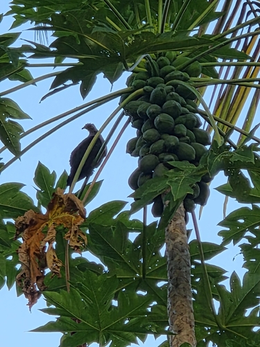 Ducula pacifica observed 2026-09-25