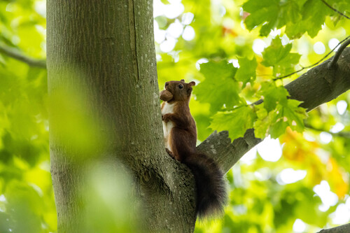 Eurasian Red Squirrel