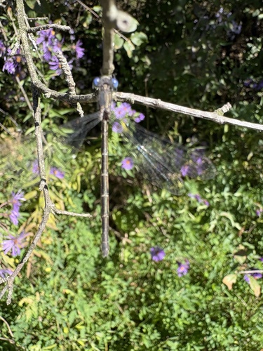 Spotted Spreadwing