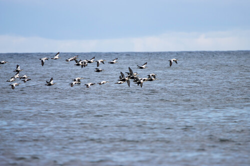 Common Eider