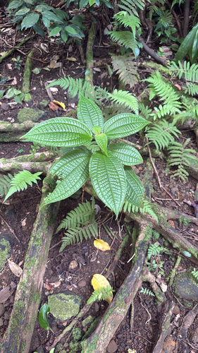 Miconia crenata observed 2026-09-23