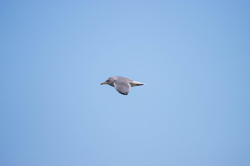 European Herring Gull