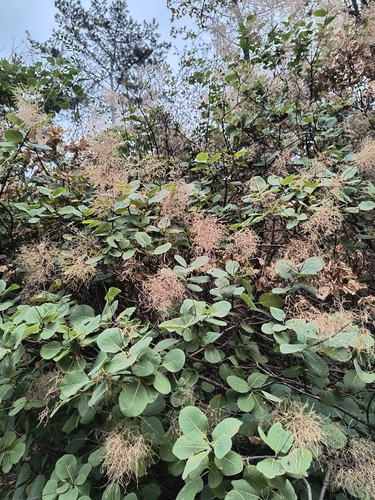 Smokebush