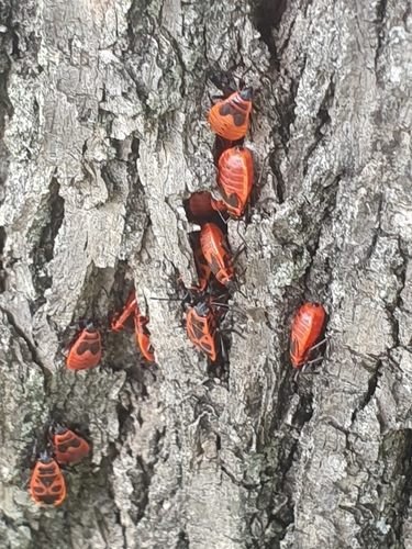 European Firebug