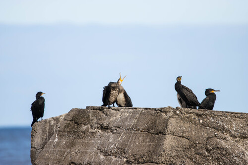Great Cormorant