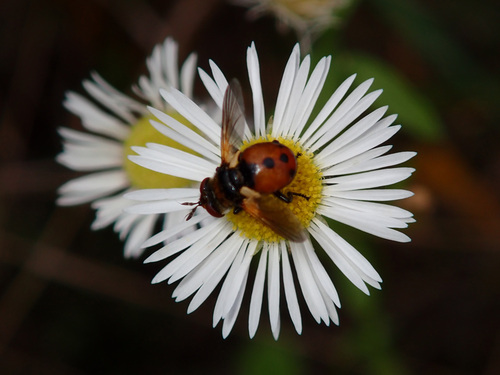 Gymnosoma