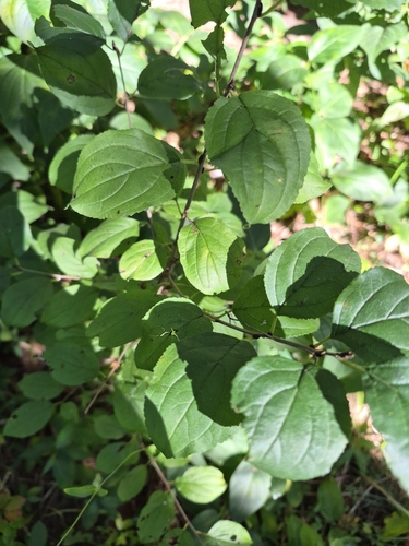 common buckthorn