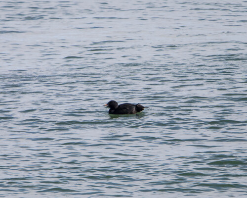 Common Scoter