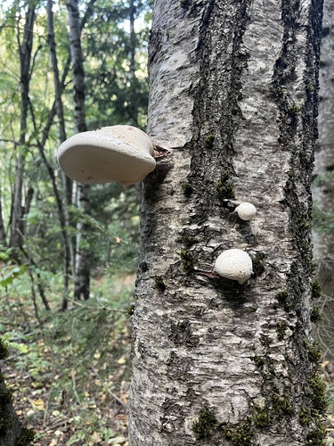 birch polypore