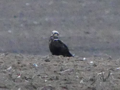 Western Marsh Harrier
