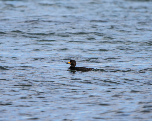 Black Scoter