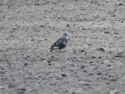 Common Buzzard