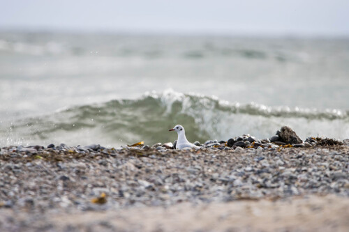 Black-headed Gull