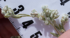 Micropus californicus