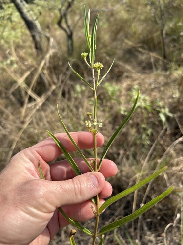 tall green milkweed