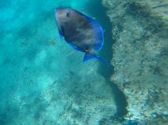 Acanthurus coeruleus