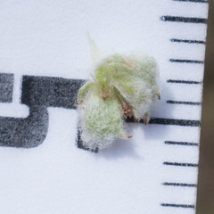 Micropus californicus