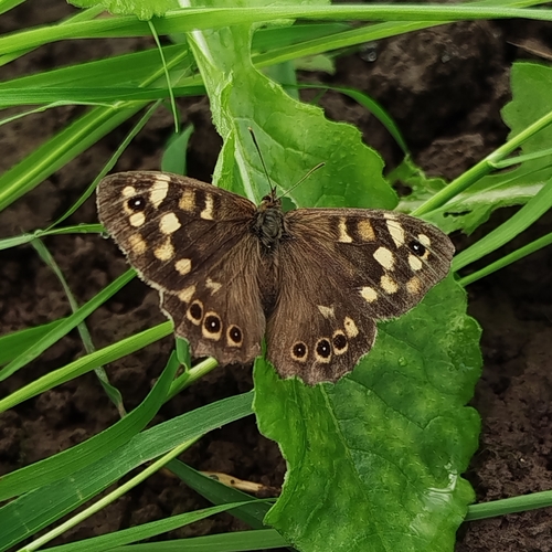 Speckled Wood