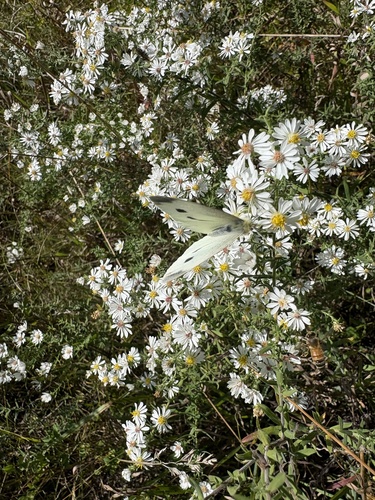 Small White