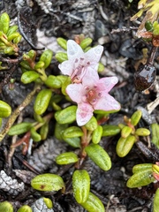 Kalmia procumbens, photograph (c) Matt Berger, some rights reserved (CC BY)
