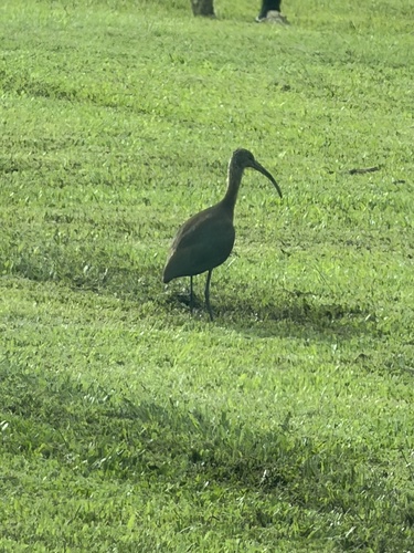 White-faced Ibis