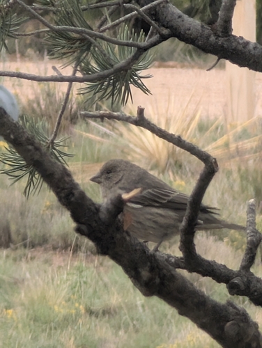 House Finch