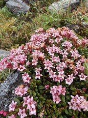 Kalmia procumbens, photograph (c) Matt Berger, some rights reserved (CC BY)