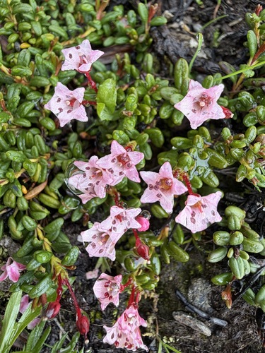 Kalmia procumbens, photograph 3