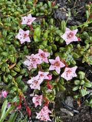 Kalmia procumbens, photograph (c) Matt Berger, some rights reserved (CC BY)