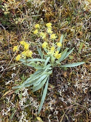 Bupleurum americanum