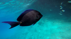 Acanthurus coeruleus