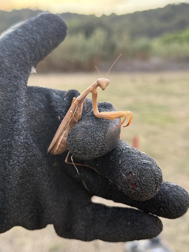 European Mantis
