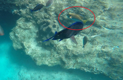 Acanthurus tractus
