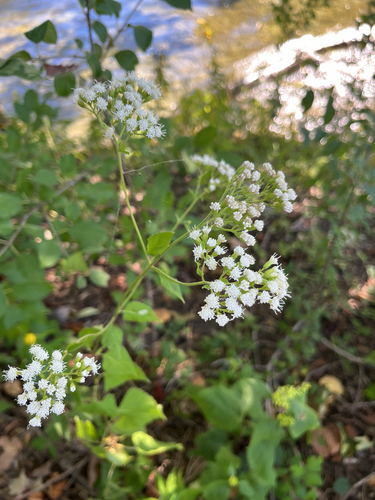 white snakeroot