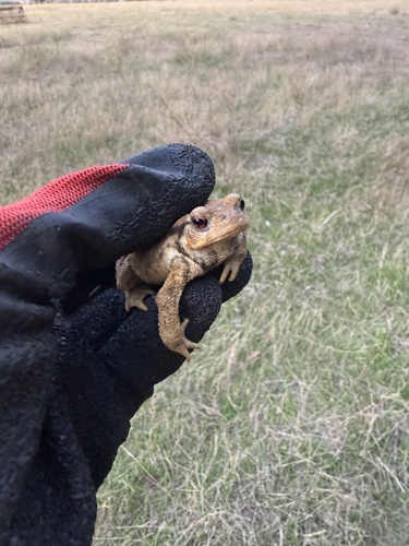 Spiny Toad