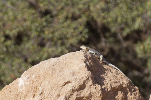 Bibron's Agama