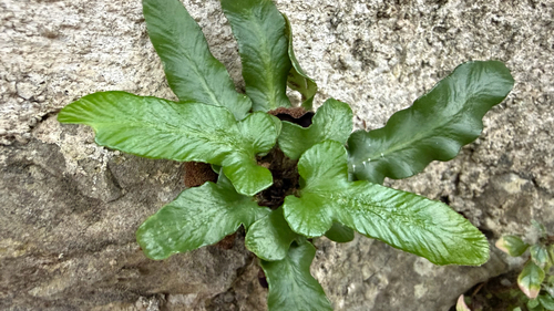Asplenium hybridum