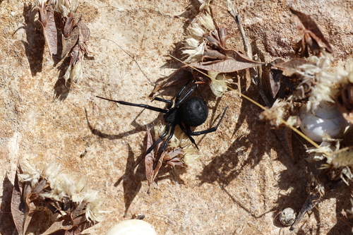 Dahl's Black Widow