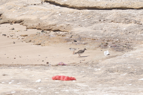 Ruddy Turnstone
