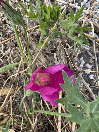 Callirhoe involucrata, 2026-09-23