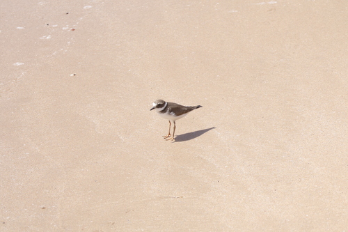 Common Ringed Plover
